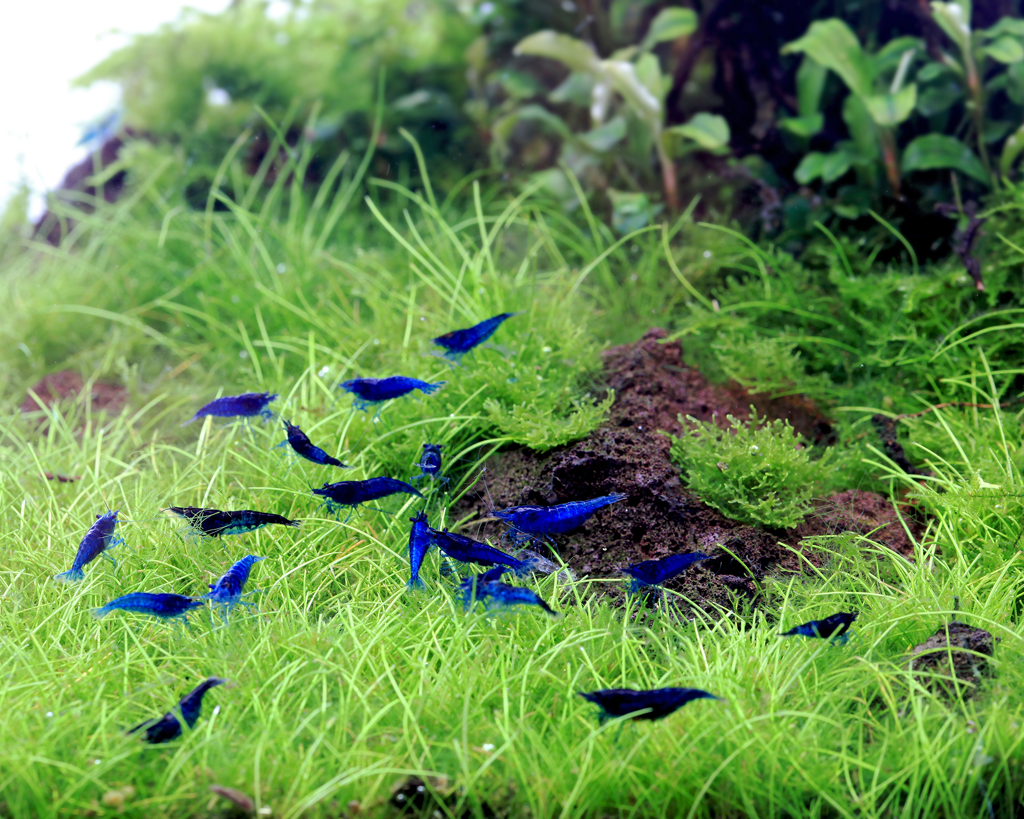 Blue Dream Shrimp (Neocaridina davidi)
